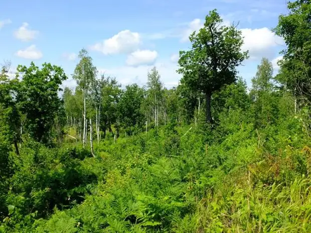 лес хабаровского края. кедровый лес сихотэ алинь. хабаровский край поселок солнечный тайга. хвойный лес хабаровский край. хвойный лес хабаровский край.
