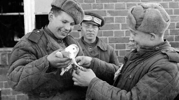 Как голуби помогли Красной Армии победить в Великой Отечественной