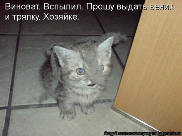 Лучшие котоматрицы недели Лучшие котоматрицы недели