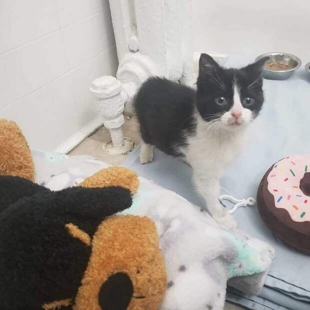 Котенок стоит Котенок с игрушками