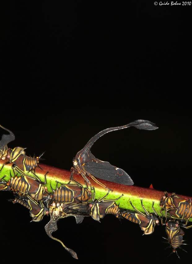 Бразильская горбатка №4 насекомые, странные, ужасные, уродливые