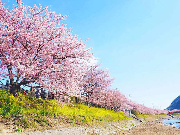 В этом японском городе уже расцвела сакура! сакура, сакура в японии, сакура фото, цветение сакуры, япония