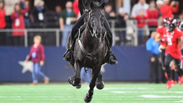 horse on football field