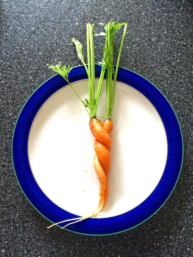 Сплетение влюбленных морковок  красота, овощи, фотография, фрукты