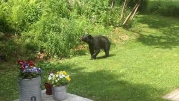 Картинки по запросу Медведь посмел зайти во двор, где хозяйничает КОТ. Хвостатый хозяин не стал терпеть такой наглости