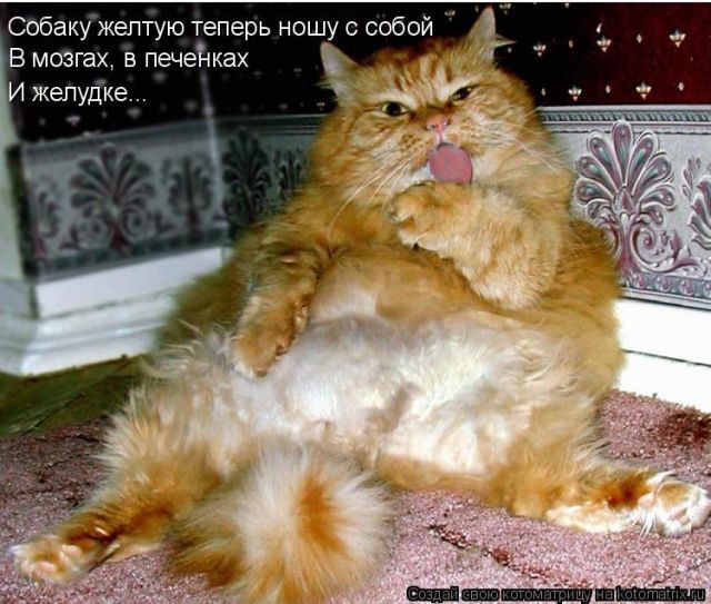 Лучшие котоматрицы недели (51 фото)