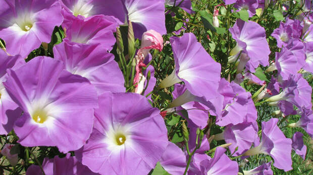 Ипомея трехцветная / Фото: zh.wikipedia.org