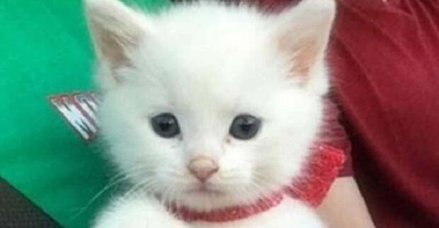 Маленького и беззащитного котенка с «дефектами» лап бросили в больнице, но у него появилась «пушистая мама»