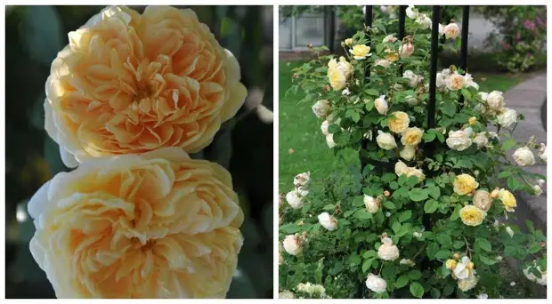 Желтые плетистые розы: 16 лучших сортов с фото и хитрости выращивания