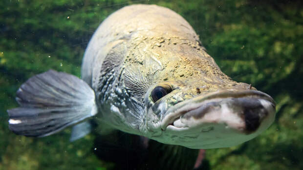 Рыбак поймал умеющую дышать воздухом арапаиму весом 160 кг