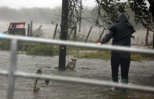 Она была обречена! Фотограф спас собаку, которую бросили хозяева, убегая от урагана "Харви"