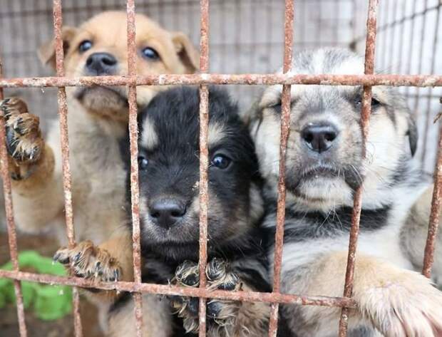 Румынский студент взял на довольствие 850 собак благородные поступки, благотворительность, животные, помощь животным, румыния, собаки, собачий приют, студент