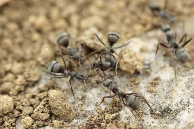 Биологи обнаружили обычай свататься в муравьиной колонии