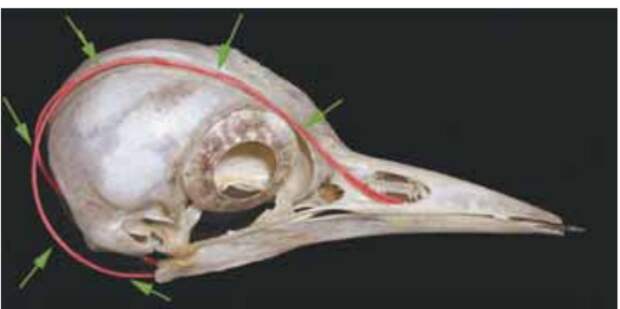 Рис. 3. Изображение черепа дятла. Красным цветом и стрелками выделен связочный аппарат языка: его рожки прикреплены в области правой ноздри, затем протягиваются на лоб и макушку, разделяясь, огибают череп снизу и сливаются уже в ротовой полости. По периметру глазницы видны склеральные косточки, образующие кольцо, удерживающее и защищающее глаз птицы Fig 3. Picture of woodpecker’s skull. Ligamentous apparatus of tongue is marked by red and arrows: its horns are attached to the region of right nostril with following extension onto forehead and top, then they branch and round skull from below and converge as late as oral cavity. Scleral bonelets positioned as a ring fixing and protecting the bird eye are seen along the perimeter of orbita.