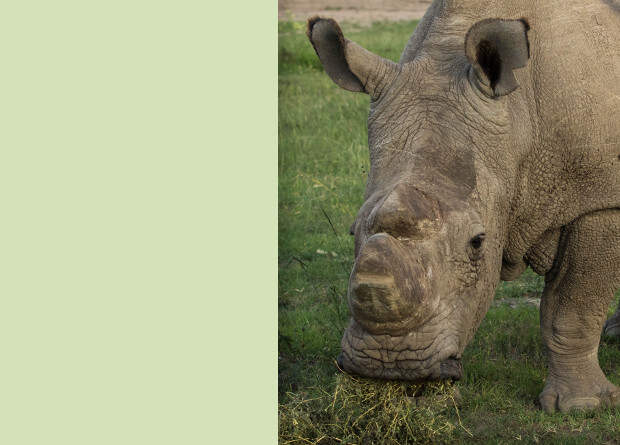 Исследователи получили два жизнеспособных эмбриона северного белого носорога