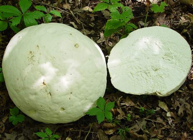 Мякоть гриба головача гигантского (дождевика гигантского)