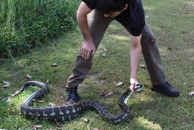 питон съел собаку, питон посадил себя на цепь, snake swallows dog an chain