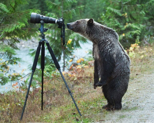 Животные, которые неравнодушны к фотосъёмке