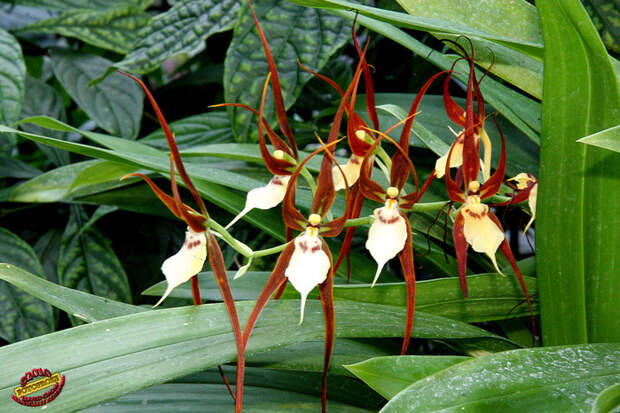 4321178382_84d62af196_b[1] (700x466, 261Kb)