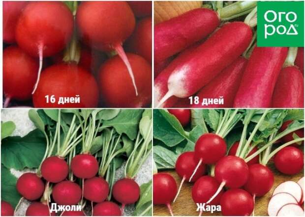 Скороспелые сорта редиса