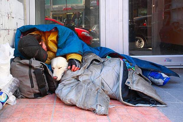 собакам все равно сколько денег, собаки и бездомные, собаки и бомжи, собаки бездомные хозяева