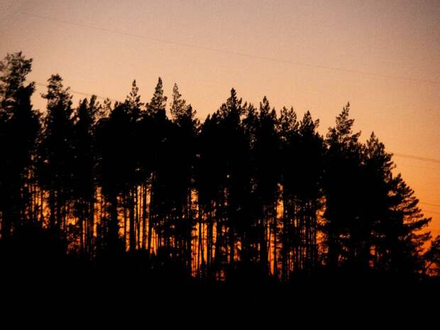 В Тюменской области ужесточена процедура контроля за выделением леса населению