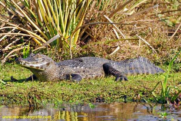 Какие виды крокодилов самые крупные на Земле — список, характеристика и фото