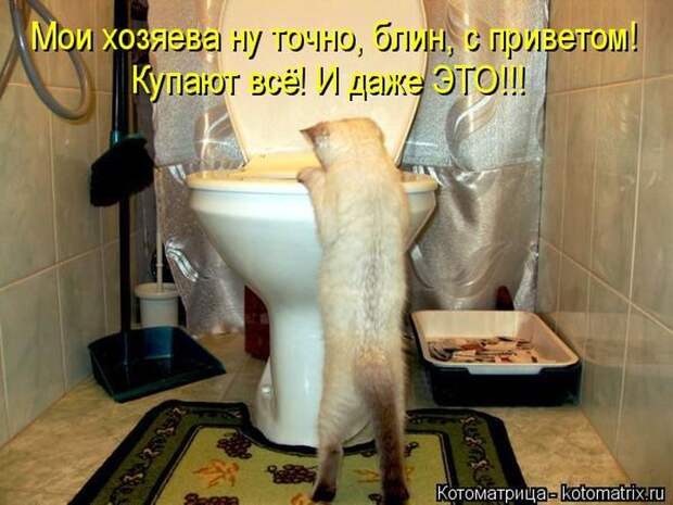 Кошатина да псятинка позитивная, этакая забавная, с надписями, очень много на выходные