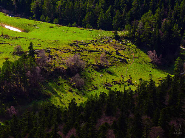 Плато Лаго-Наки на Западном Кавказе