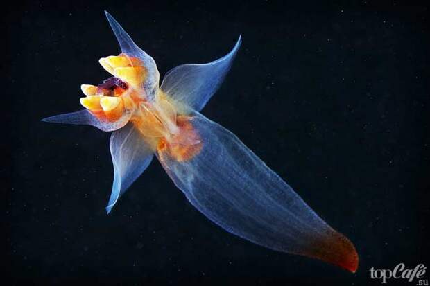Топ-5 самых необычных морских моллюсков