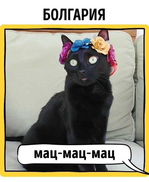Как в разных странах подзывают кошек животные, коты, прикол