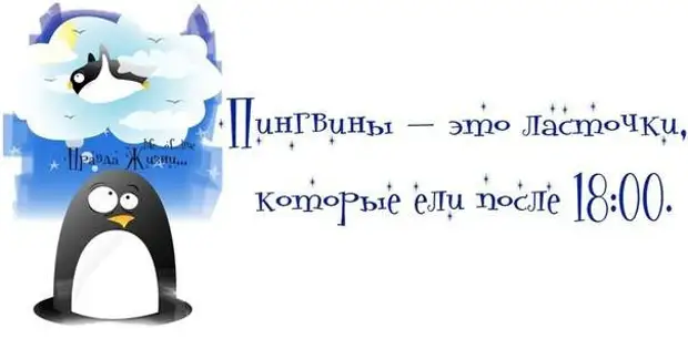 Ели после 18. Цитаты про пингвинов. Пингвины это ласточки которые ели. Пингвины это ласточки которые ели после 18. Пингвины это ласточки которые ели после 6.