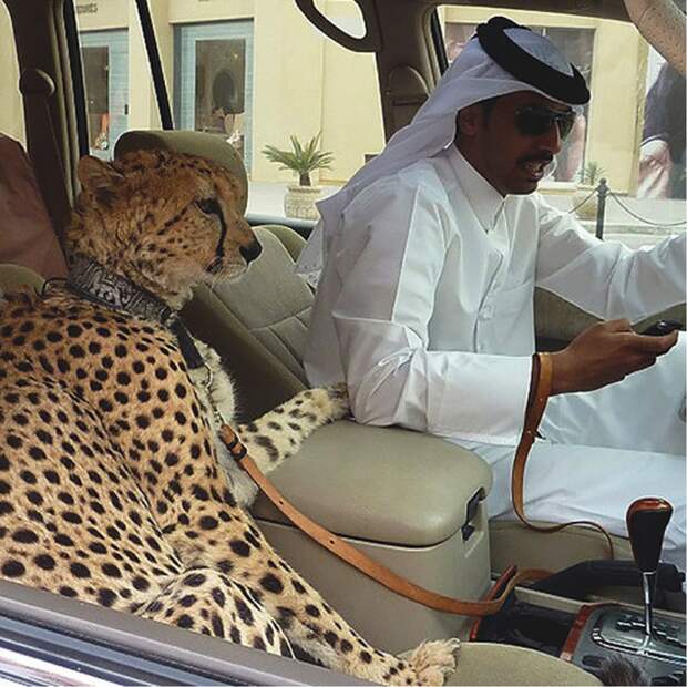 Ох уж этот Дубай, чего там только не увидишь. домашние животные, питомцы, прикол, юмор