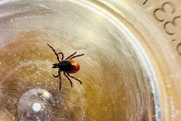 Россиян предостерегли от главной ошибки после укуса клеща