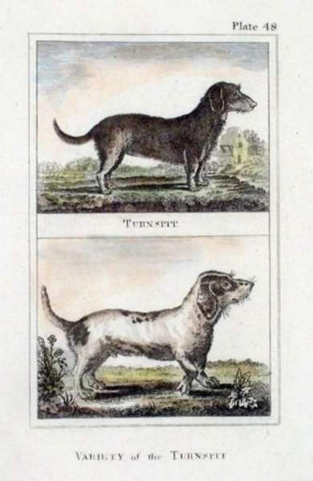 Вертельная собака, или кухонная, или поварская собака  (лат. Canis vertigus) 
