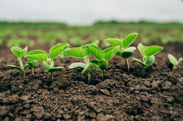 Используйте минеральную подкормку для растений. \ Фото: agrorevenda.com.br. Используйте минеральную подкормку для растений. \ Фото: agrorevenda.com.br.