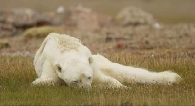 Умирающий от голода белый медведь попал на видео и оно просто разобьет вам сердце
