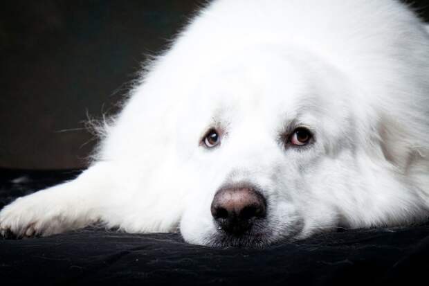 A Puddle of Pyr