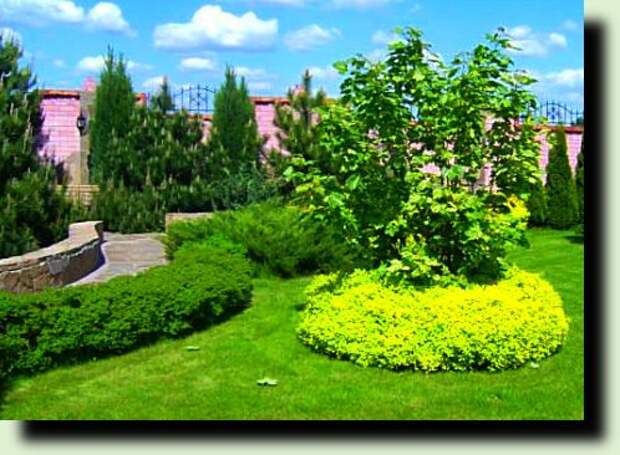 Создаем живую изгородь и как правильно это сделать фото