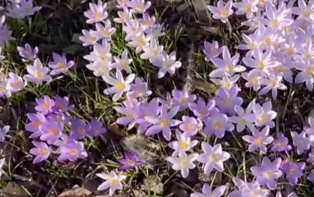 В петербургском Ботаническом саду показали мартовские первоцветы