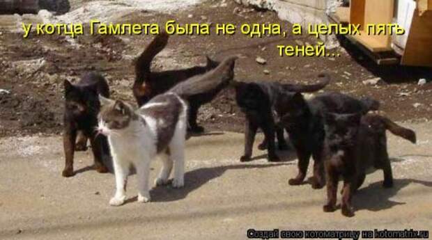 Свежая котоматрица на Бугаге (37 фото)