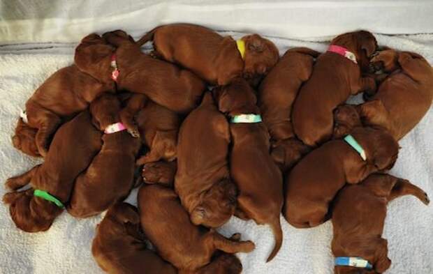 dog-15-pups-2_GH_content_550px