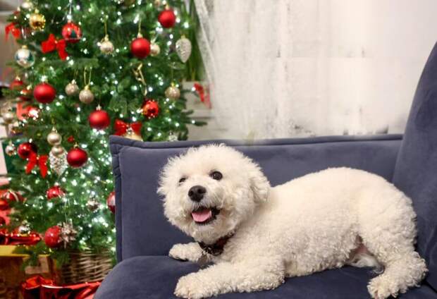 В ветеринарных клиниках Северного округа Москвы питомцев ждут новогодние подарки