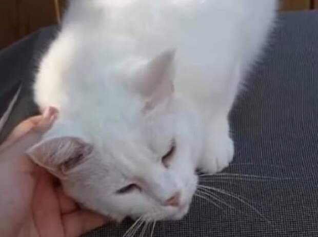 Кошка ластится Кошку гладят