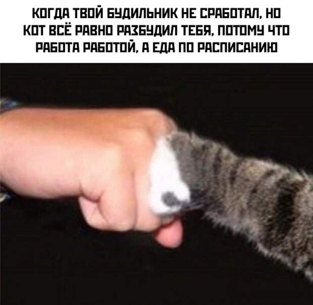 Смешные картинки вечер 25 февраля 2021