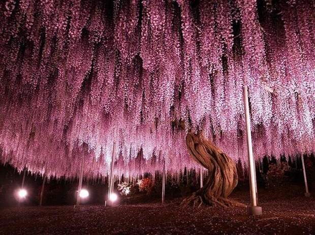 150-летняя вистерия в цветочном парке Осикага в Японии