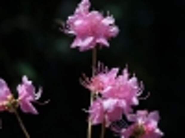800px-rhododendron_dauricum_flower
