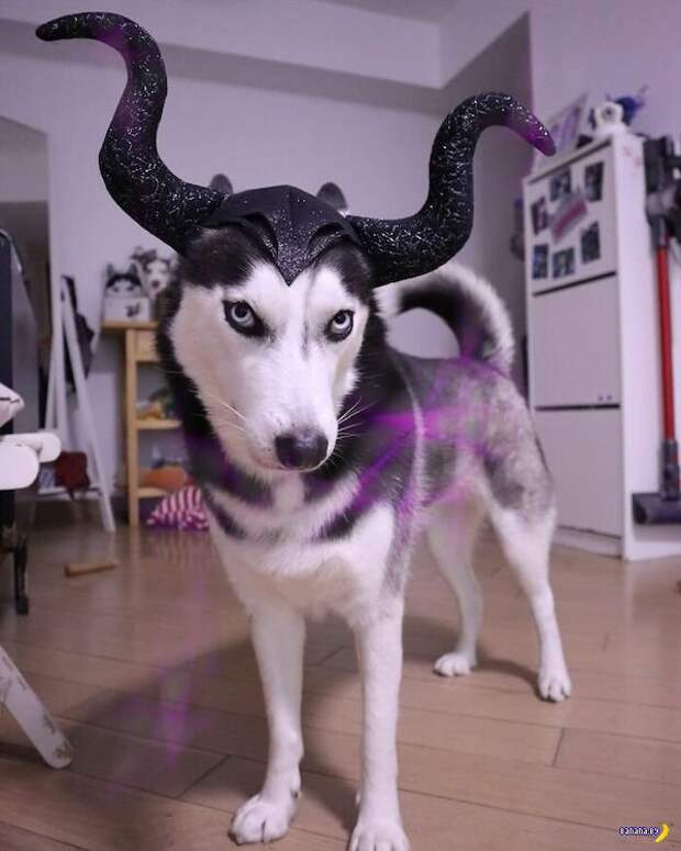 Животный мир! Животный мир!