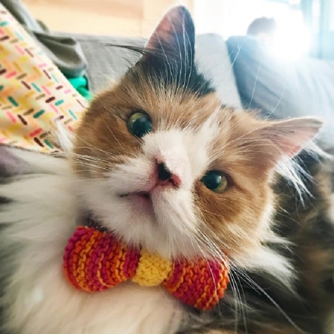Серьезная кошка Трехцветная кошка