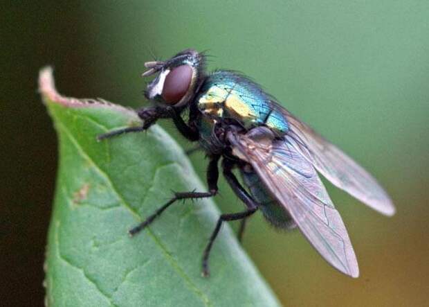 Мясная муха: описание, личинки, срок жизни